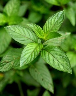 American Peppermint Oil